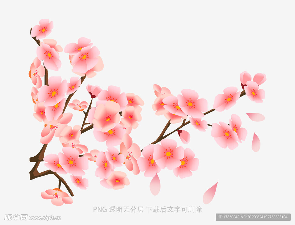 粉色烂漫樱花枝