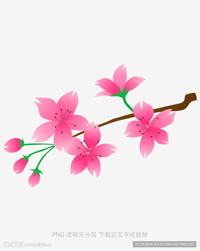 粉色樱花枝插画