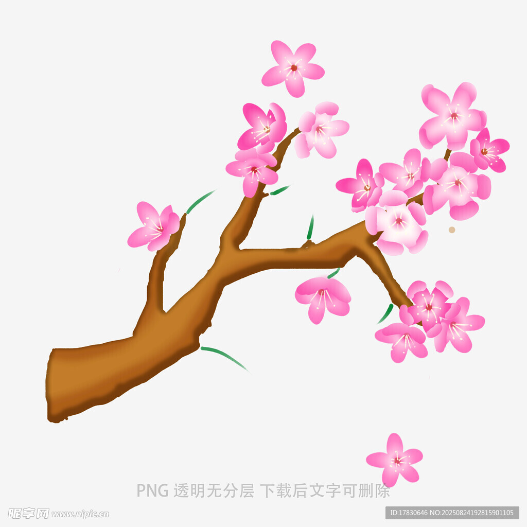 粉色樱花树枝插画