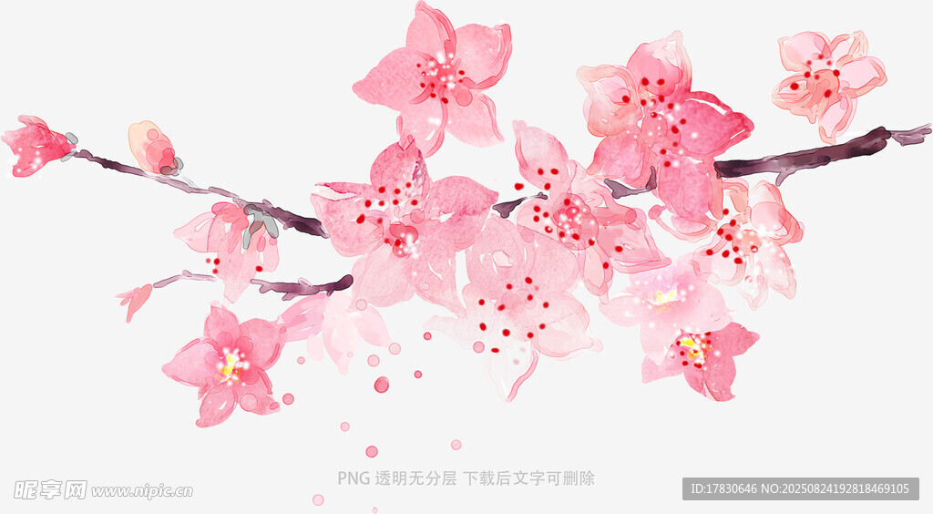 枝头绽放的粉嫩樱花