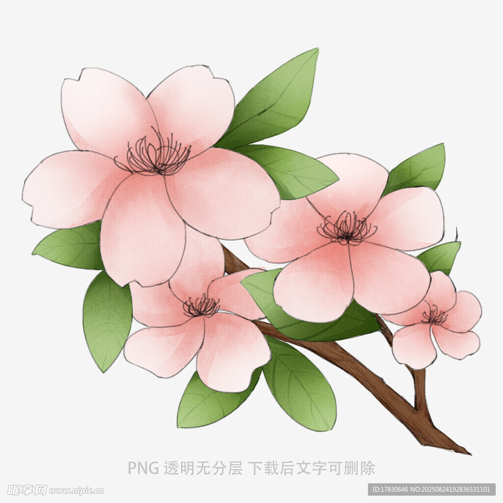 粉色樱花枝插画