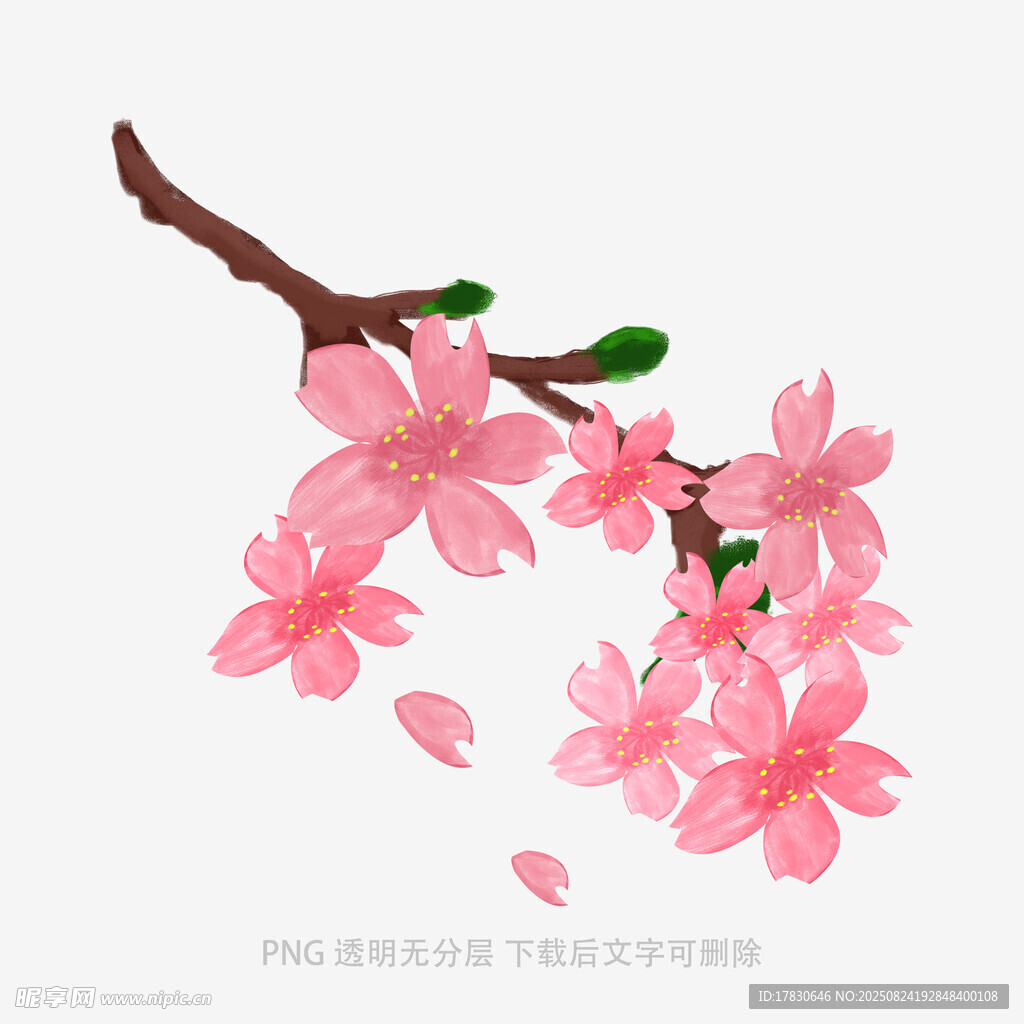 粉色桃花枝插画