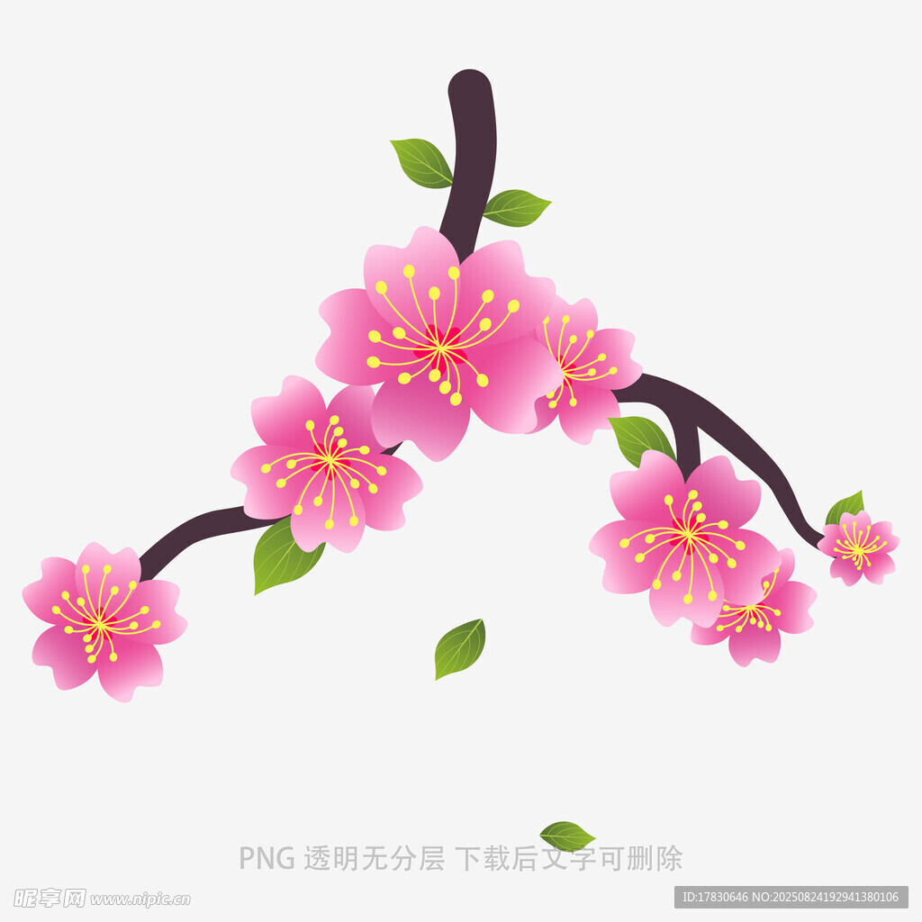 粉色绽放的美丽樱花枝
