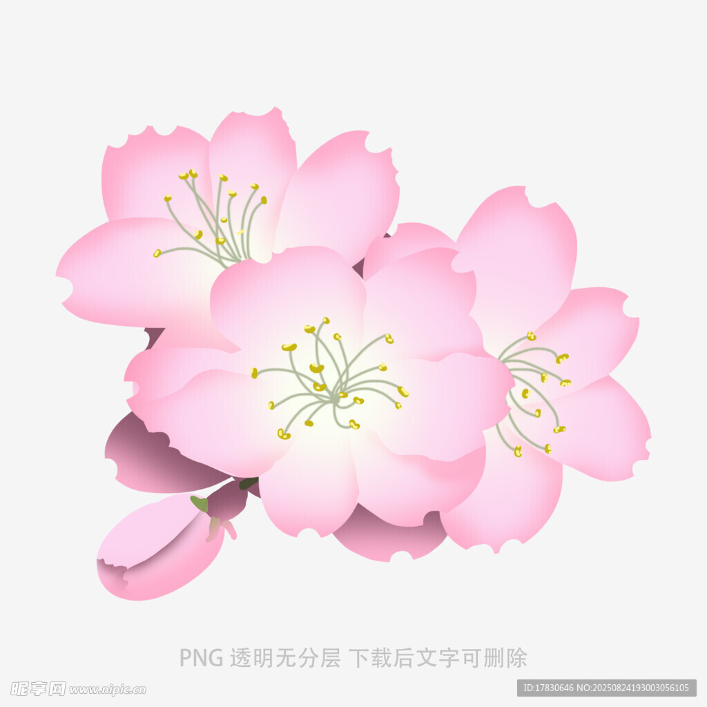 娇艳绽放的美丽粉色樱花