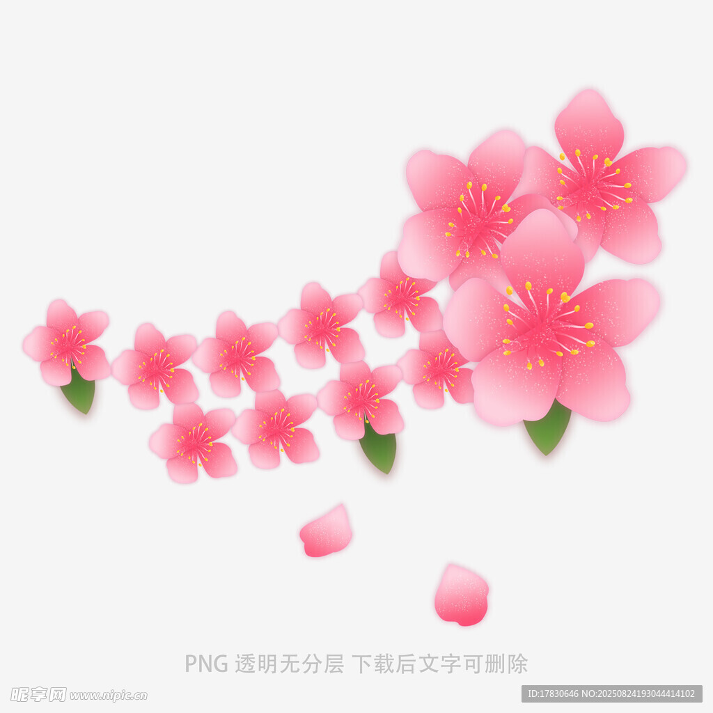 粉色樱花绽放