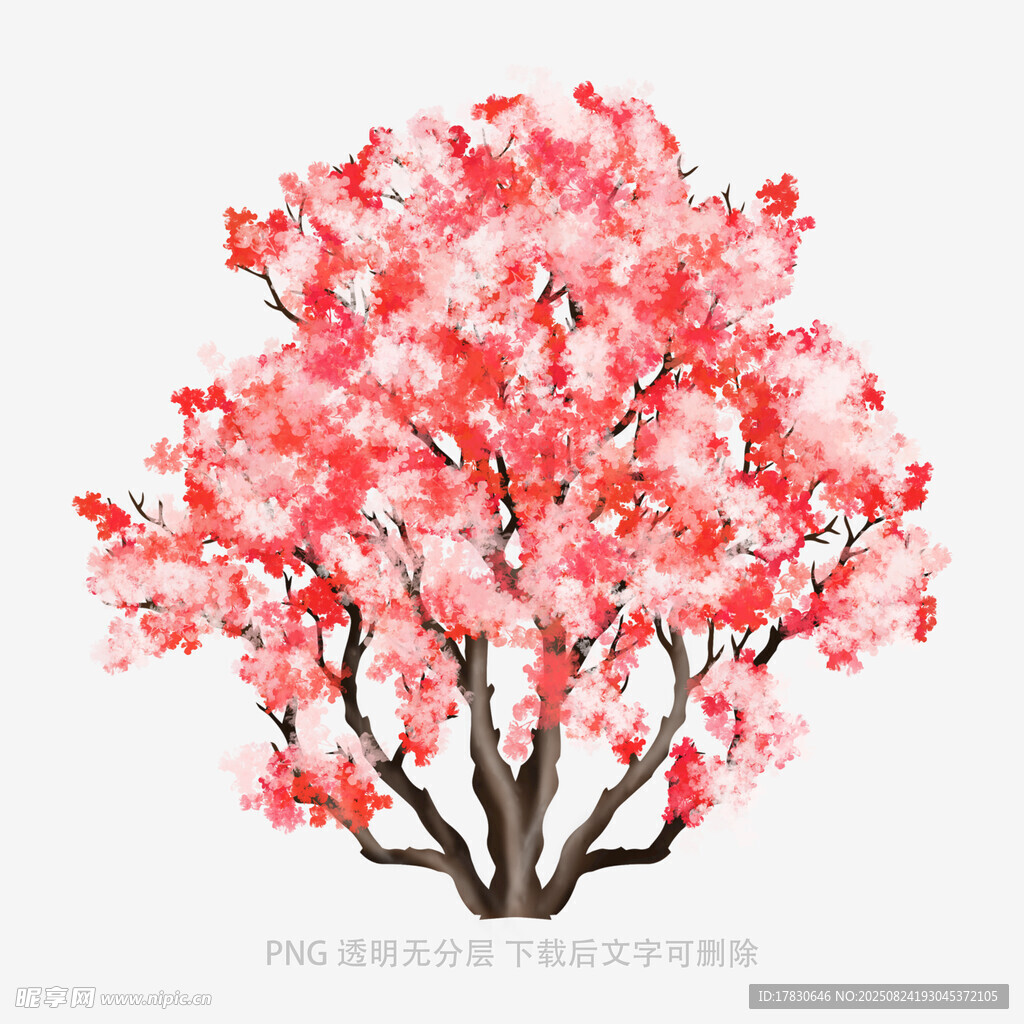 盛开的粉色樱花树