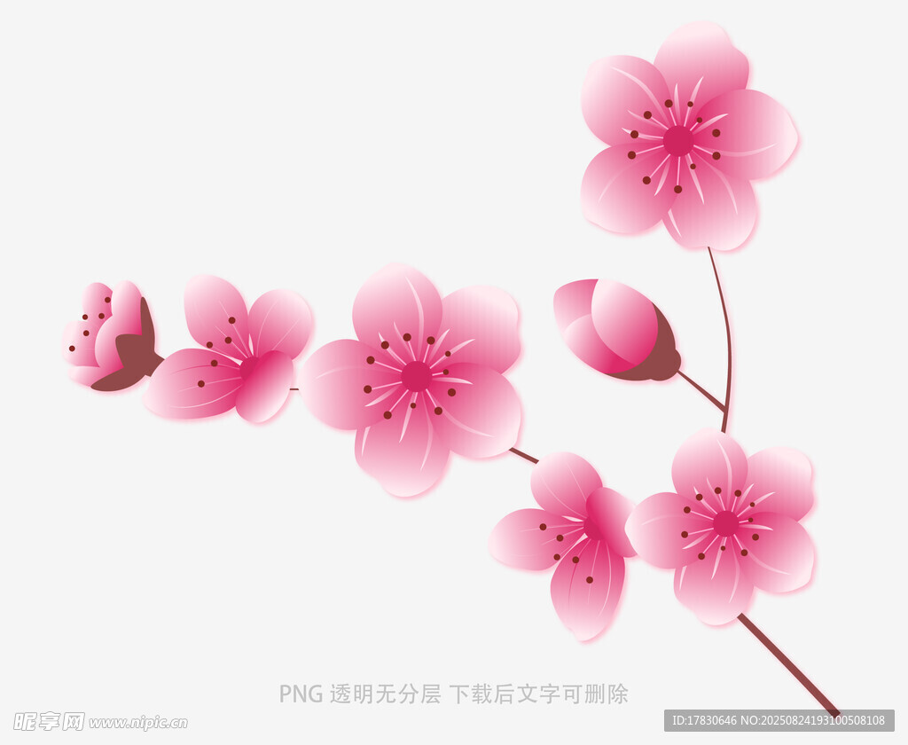 粉色樱花枝