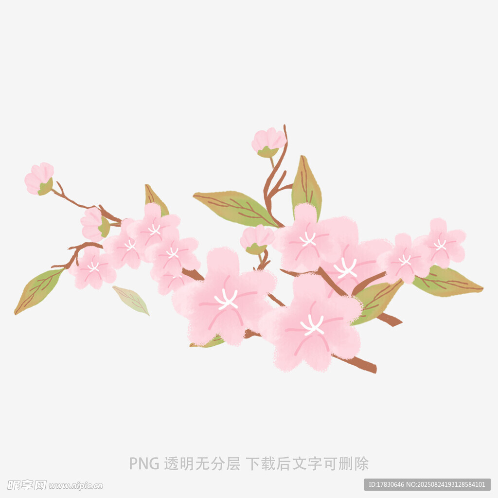 粉色樱花枝插画