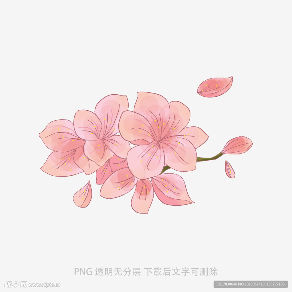 粉色樱花绽放枝头