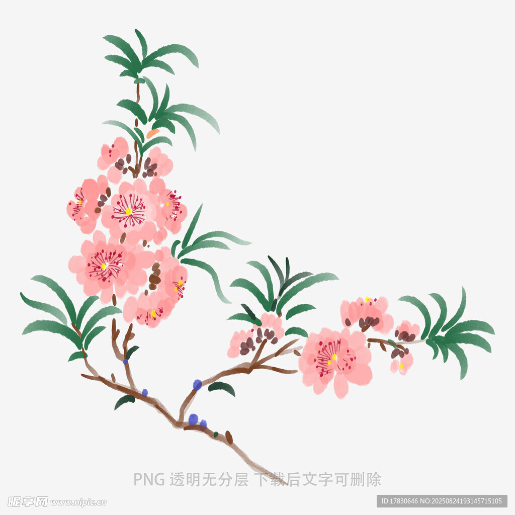 手绘粉色桃花枝插画