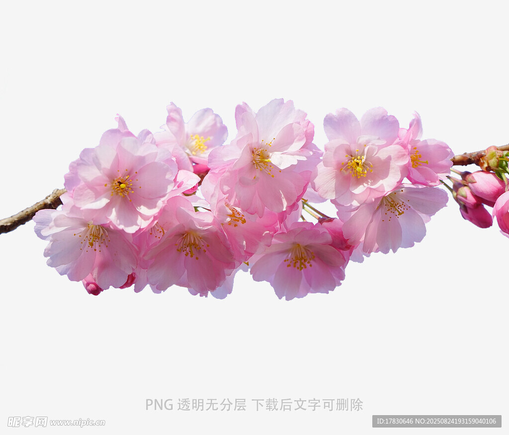 粉嫩樱花枝头绽放