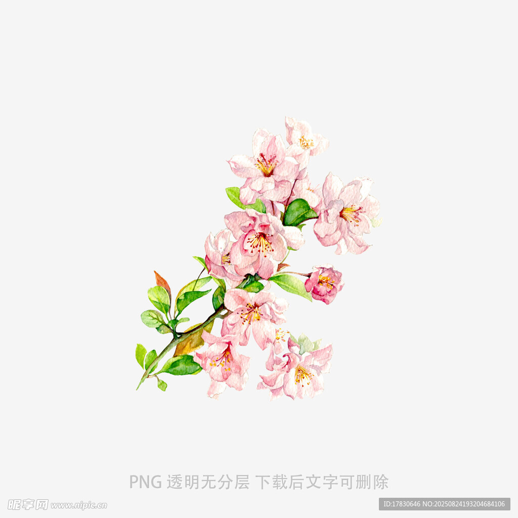 手绘粉色花卉插画