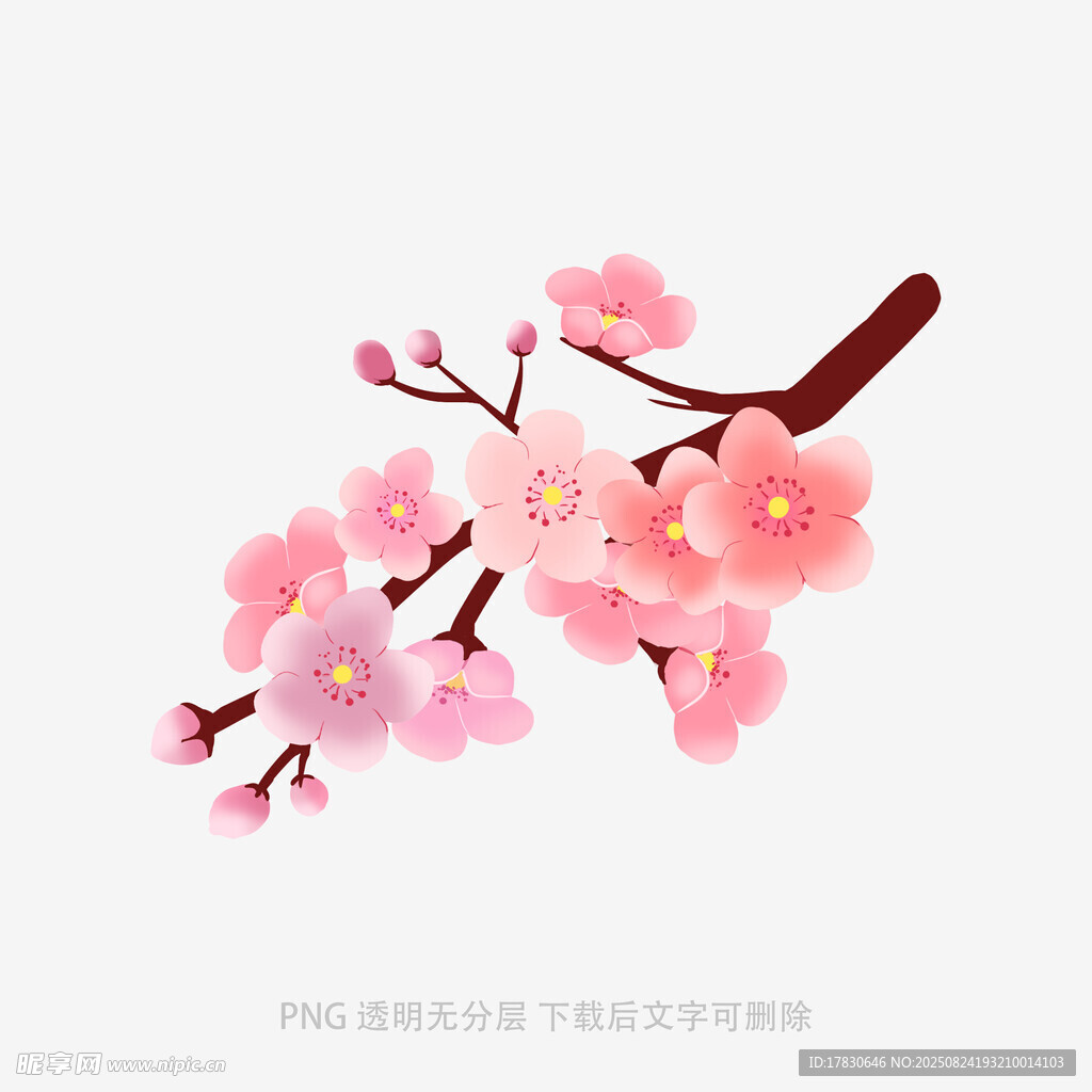 粉色樱花枝插画