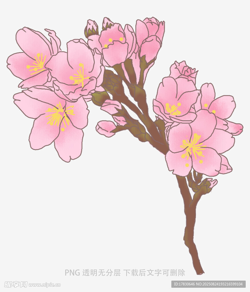 手绘粉色樱花花枝