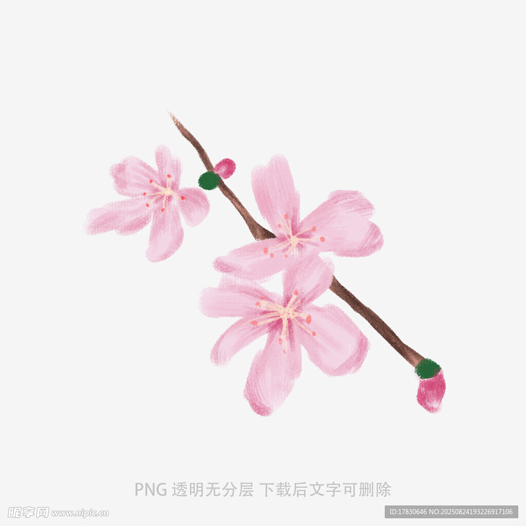 粉色樱花枝插画