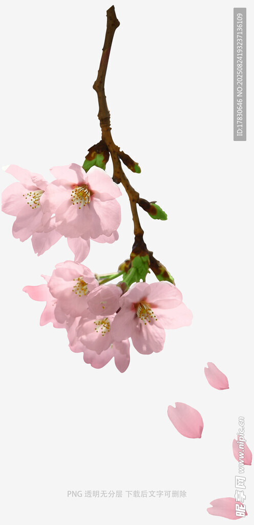 花朵