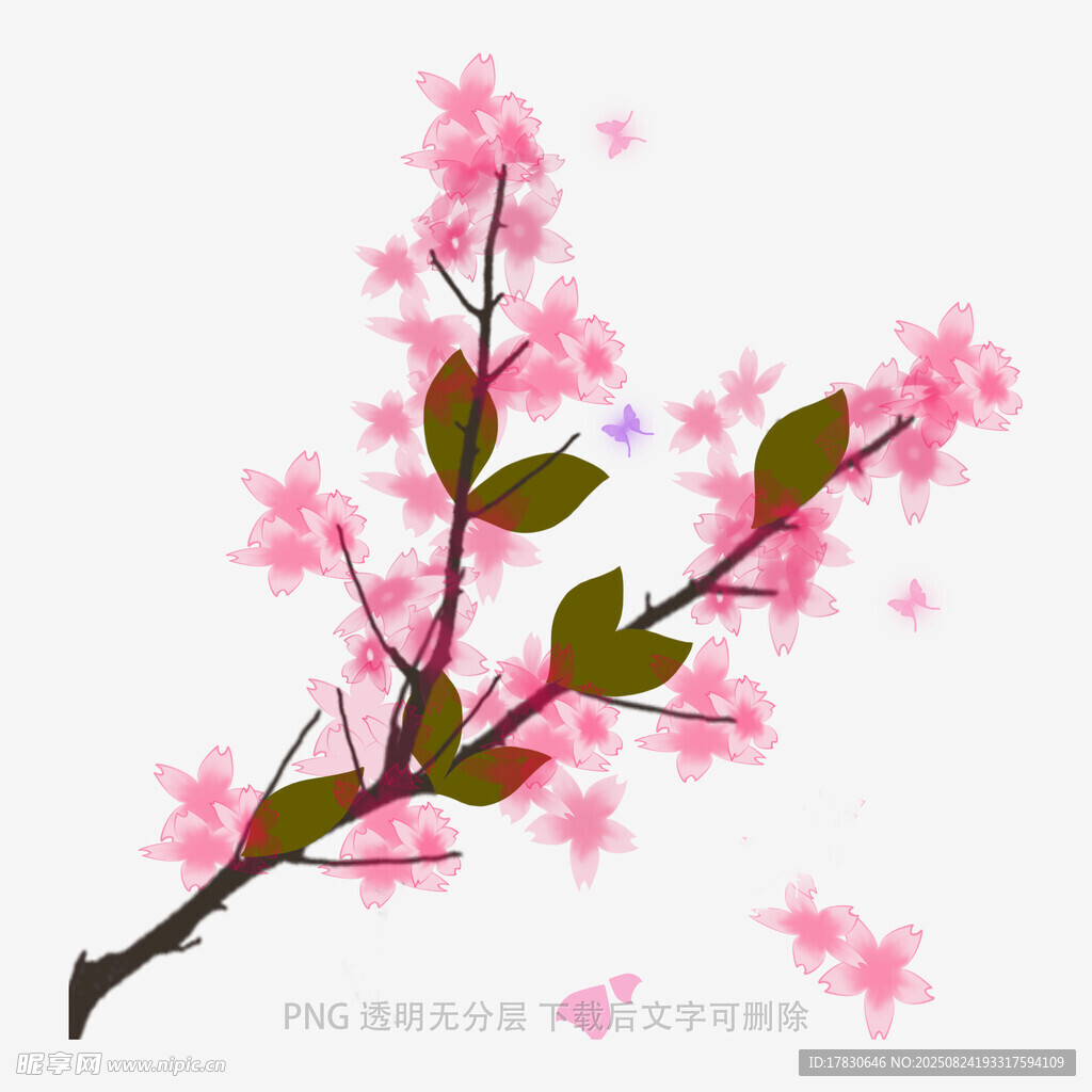 粉色樱花枝插画