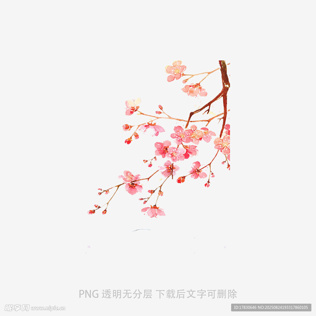 粉色樱花枝