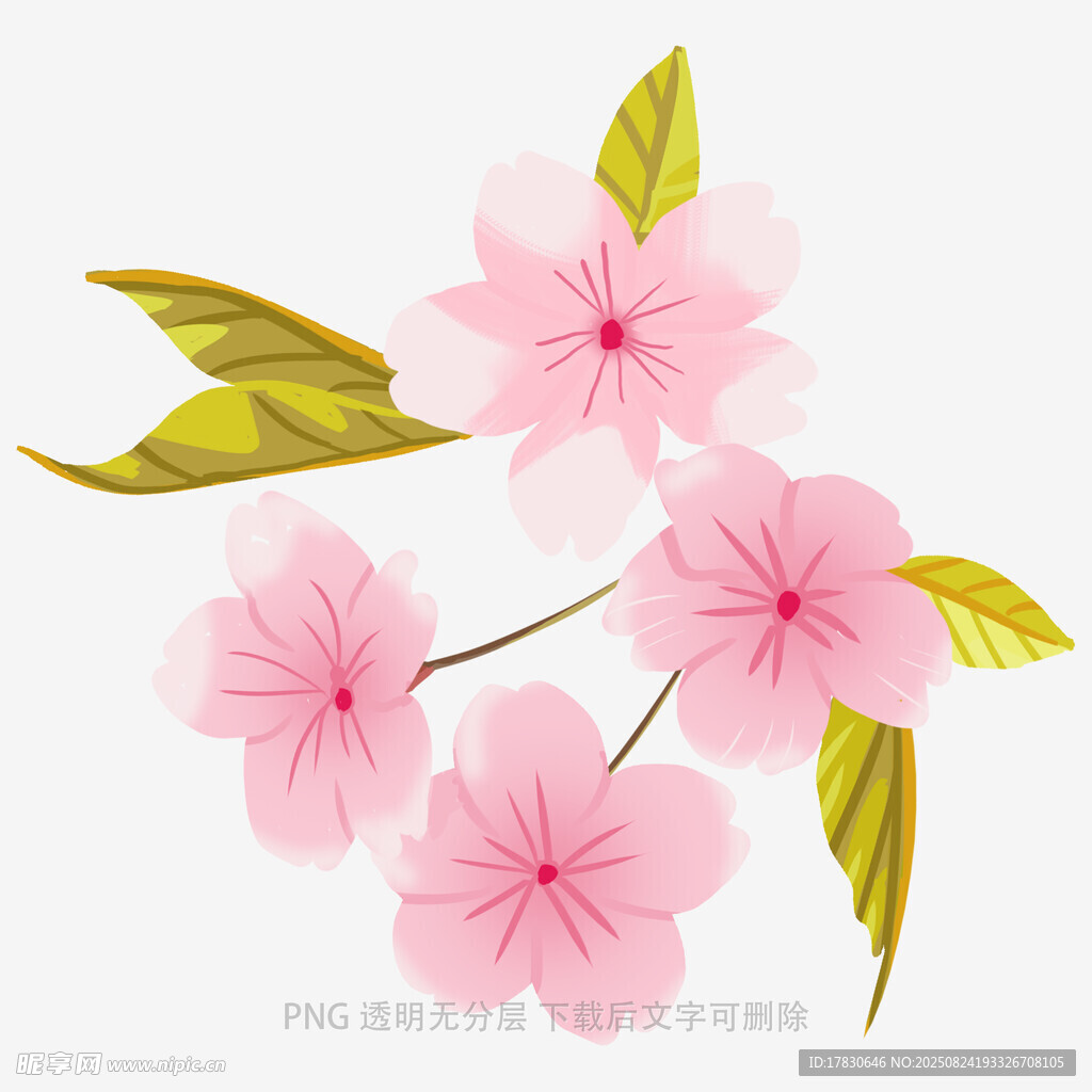 粉色樱花花枝插画