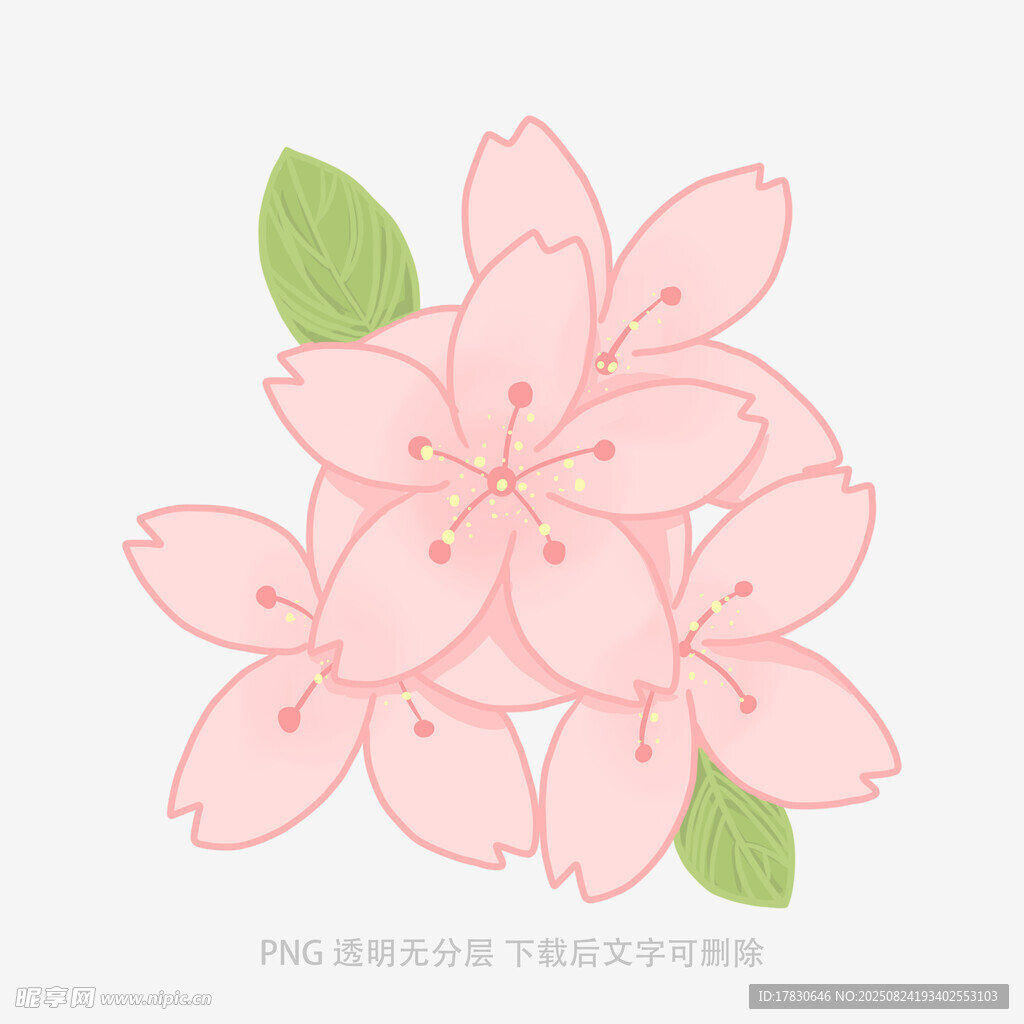 粉色樱花插画