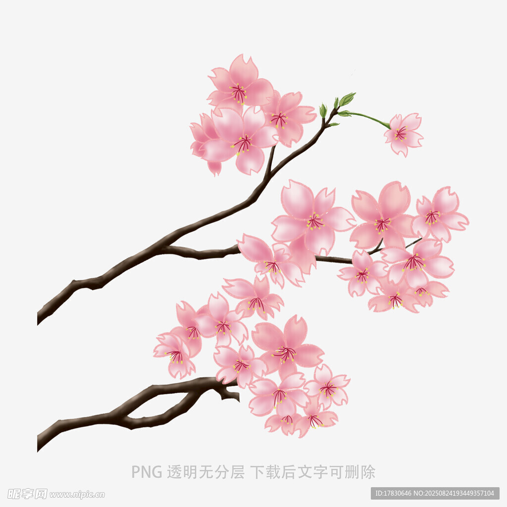 粉色樱花枝插画
