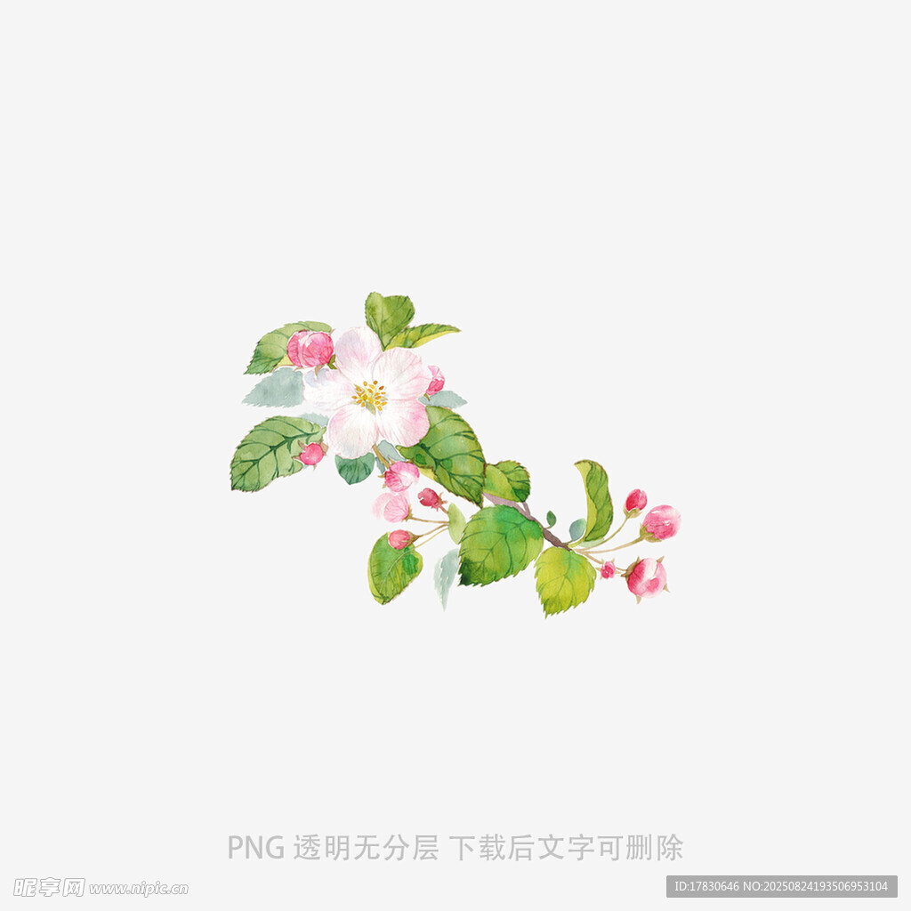 枝头绽放的粉嫩花朵