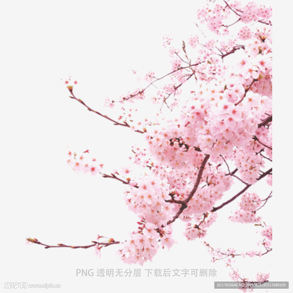 粉色烂漫樱花枝