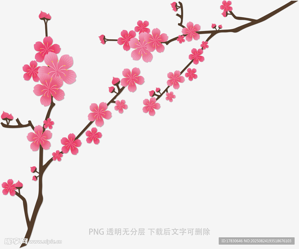 粉色绽放的美丽樱花枝