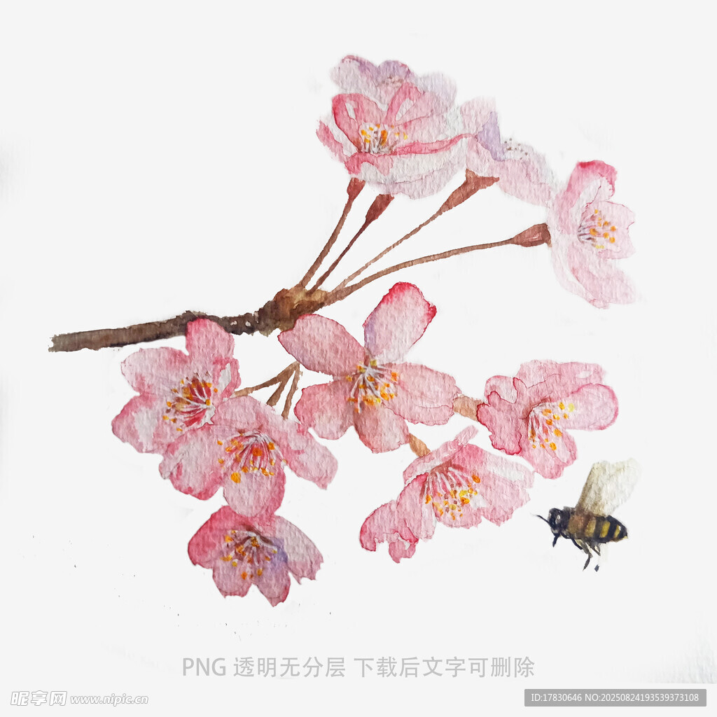 枝头樱花绽放引蜜蜂
