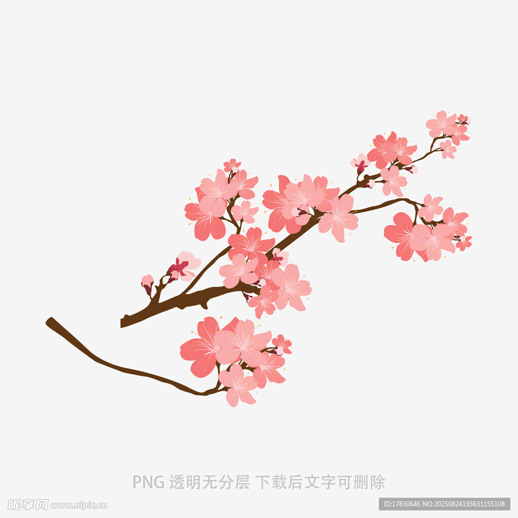 粉色樱花枝插画