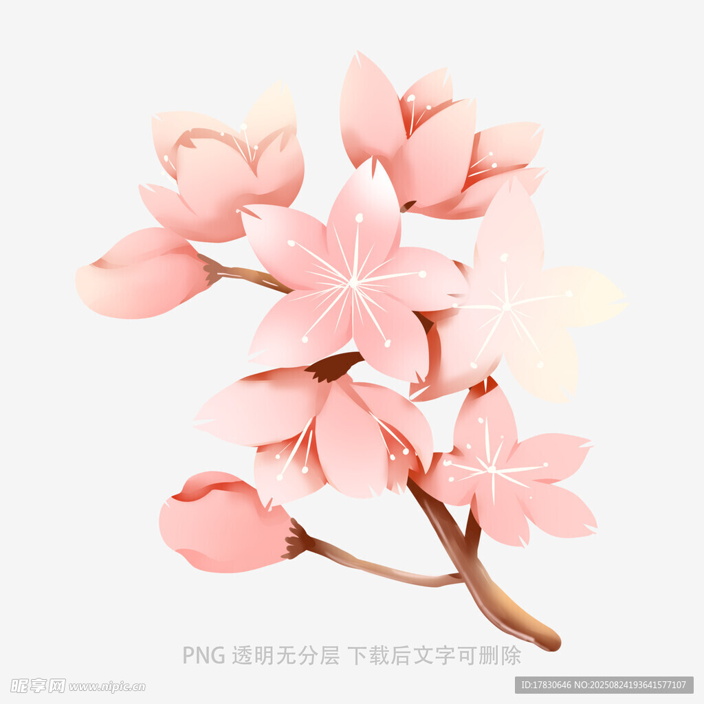 粉色樱花枝
