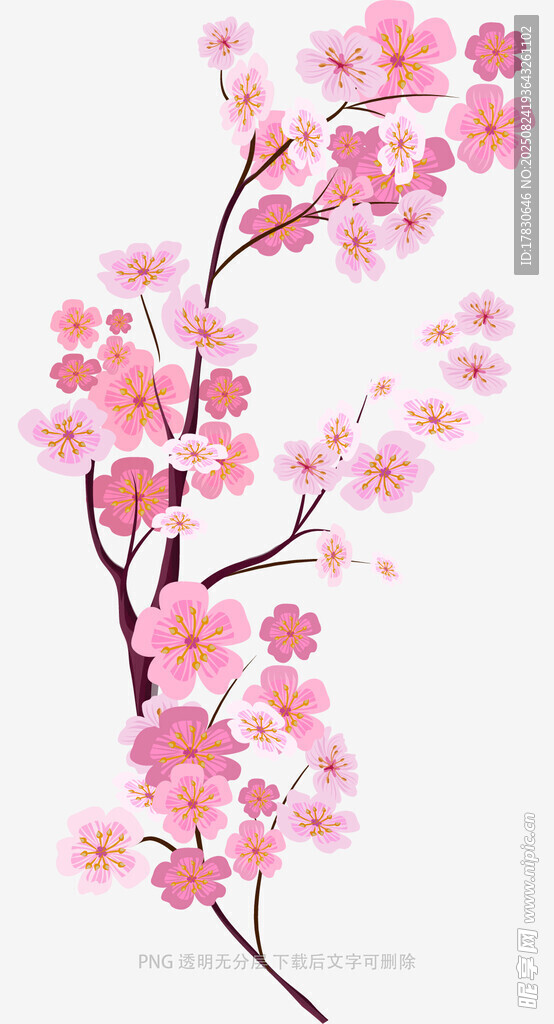 粉色樱花枝插画