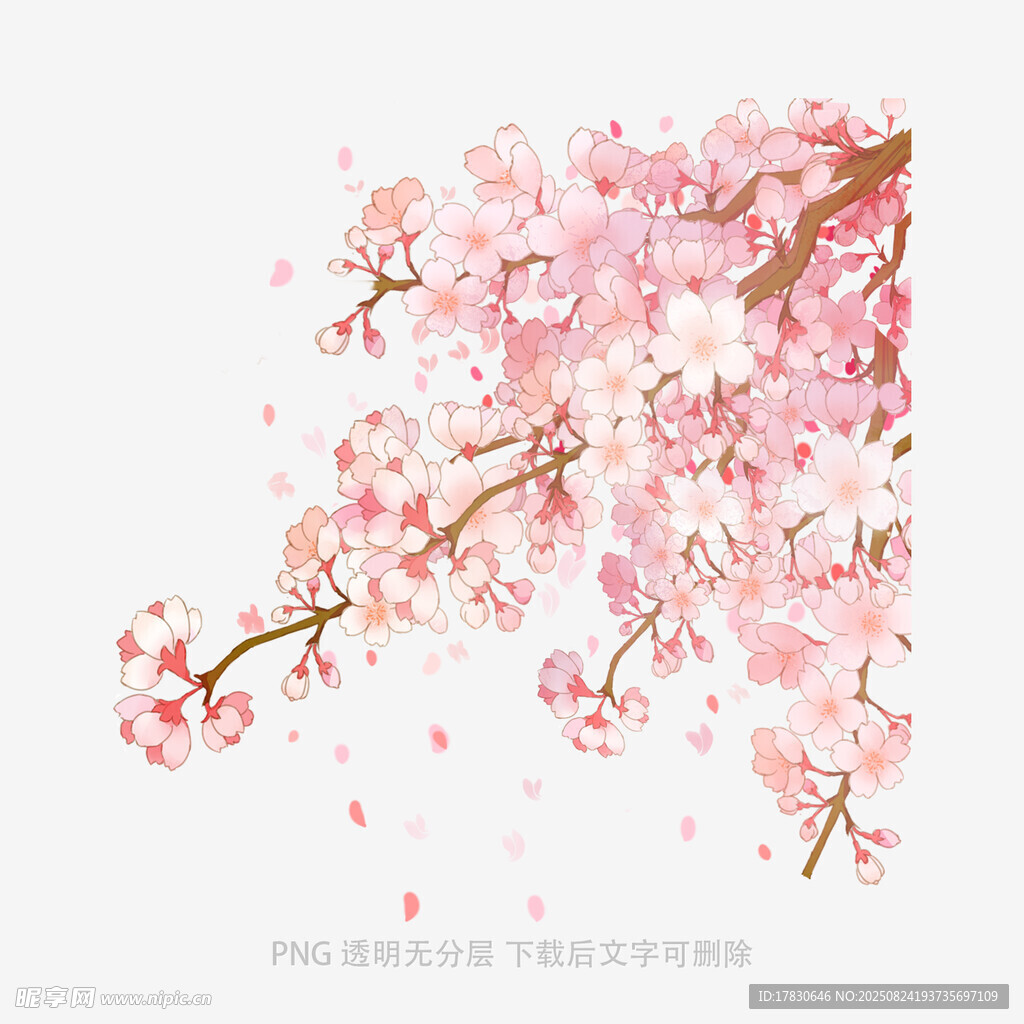 粉色烂漫樱花枝头绽放