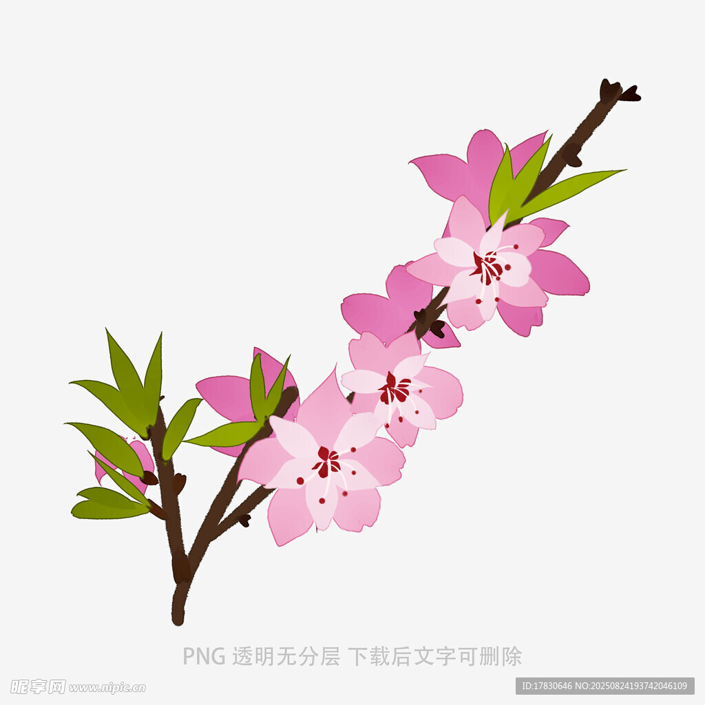 粉色桃花枝插画
