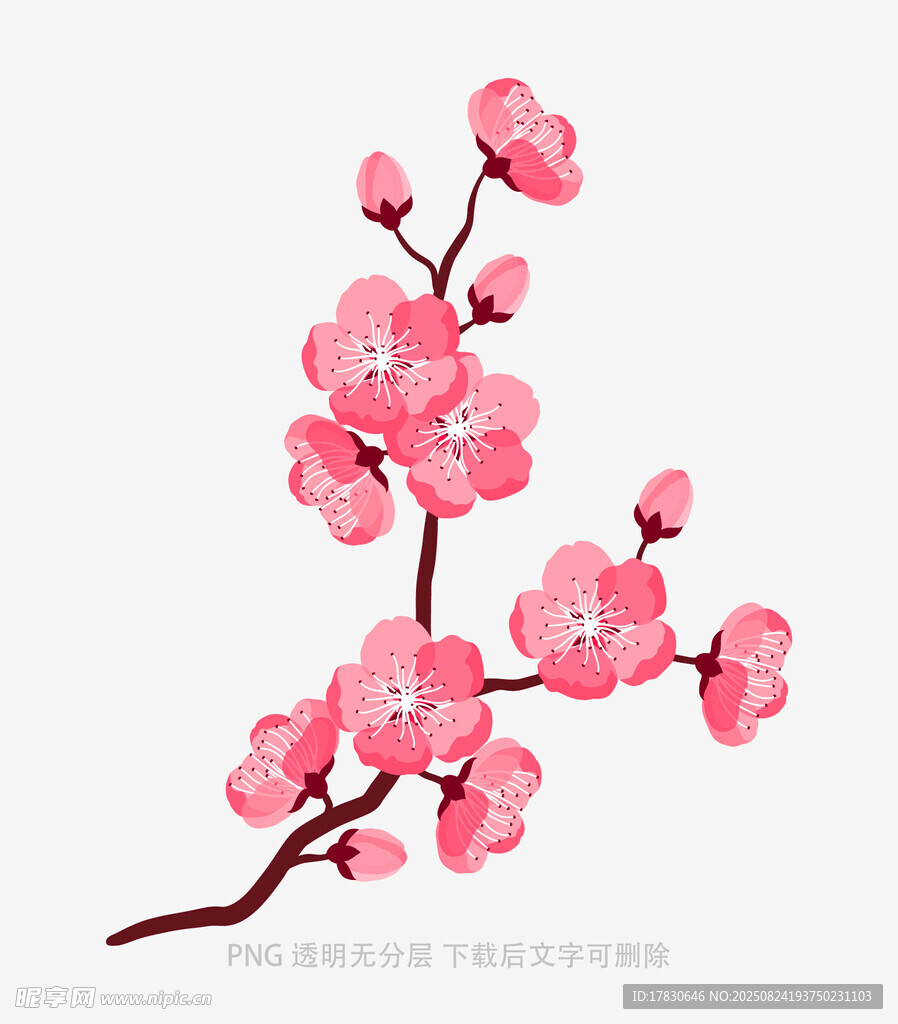 粉色梅花枝插画