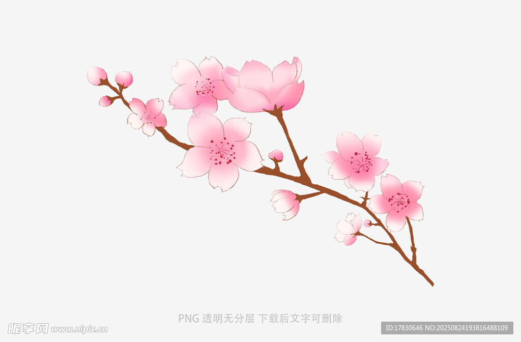 一枝粉嫩桃花绽放