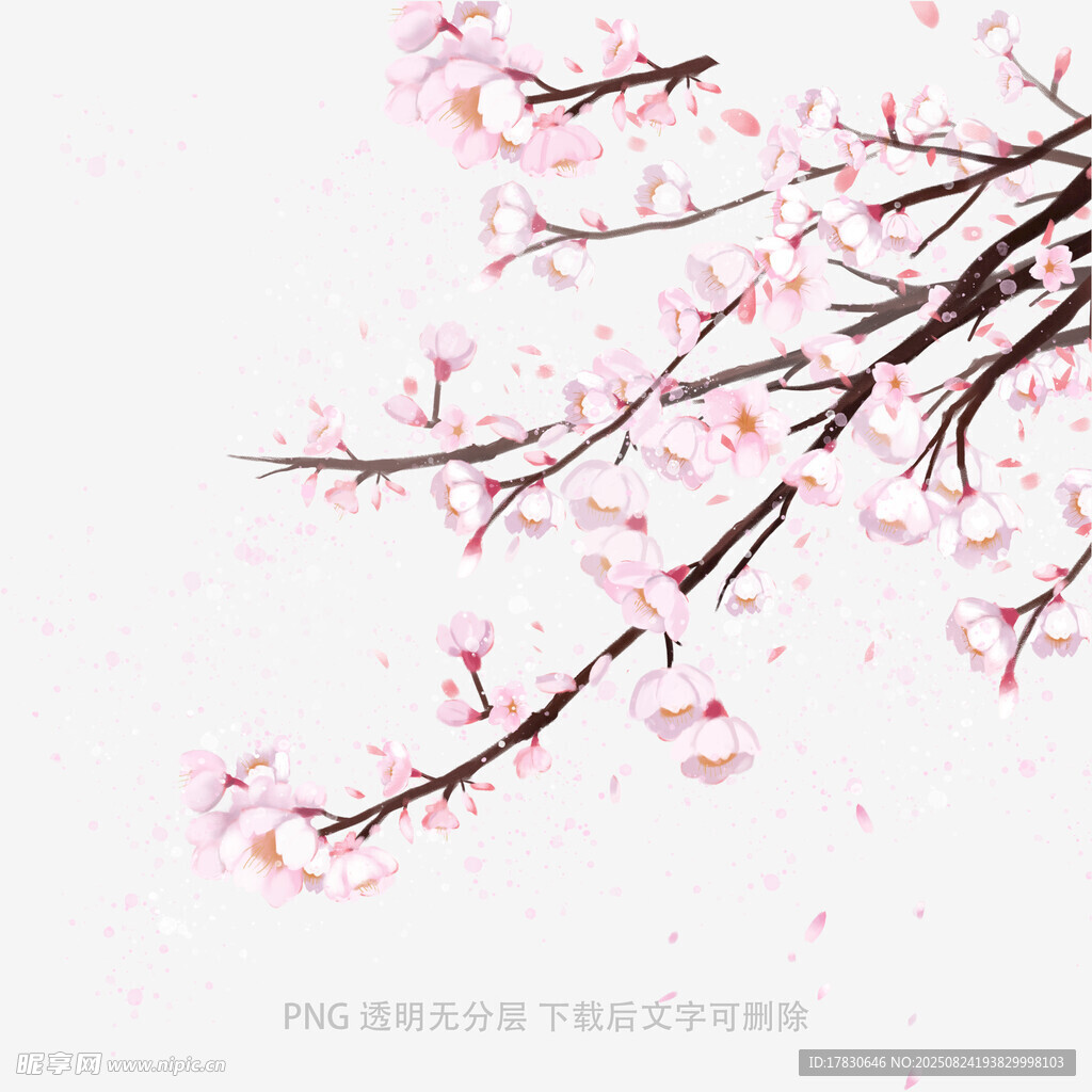 粉色绽放的美丽樱花枝