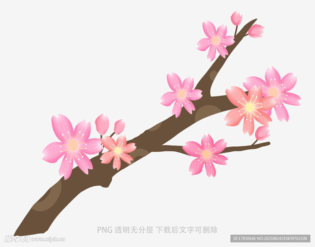 粉色樱花枝