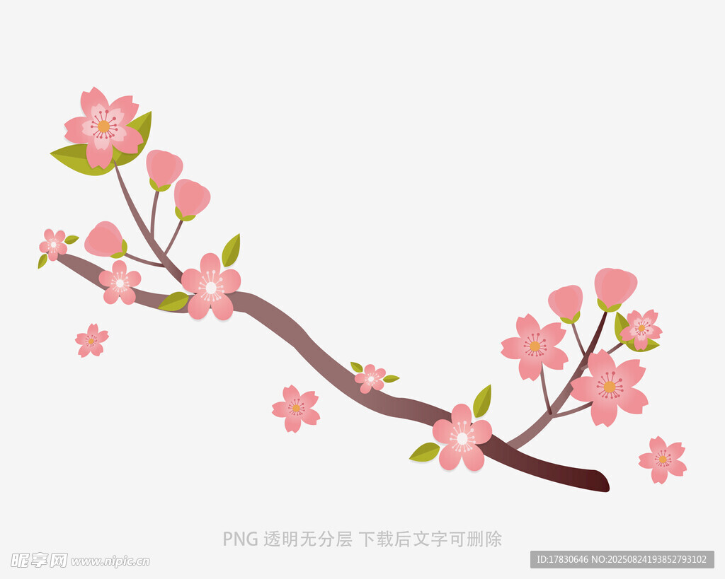 粉色樱花枝插画