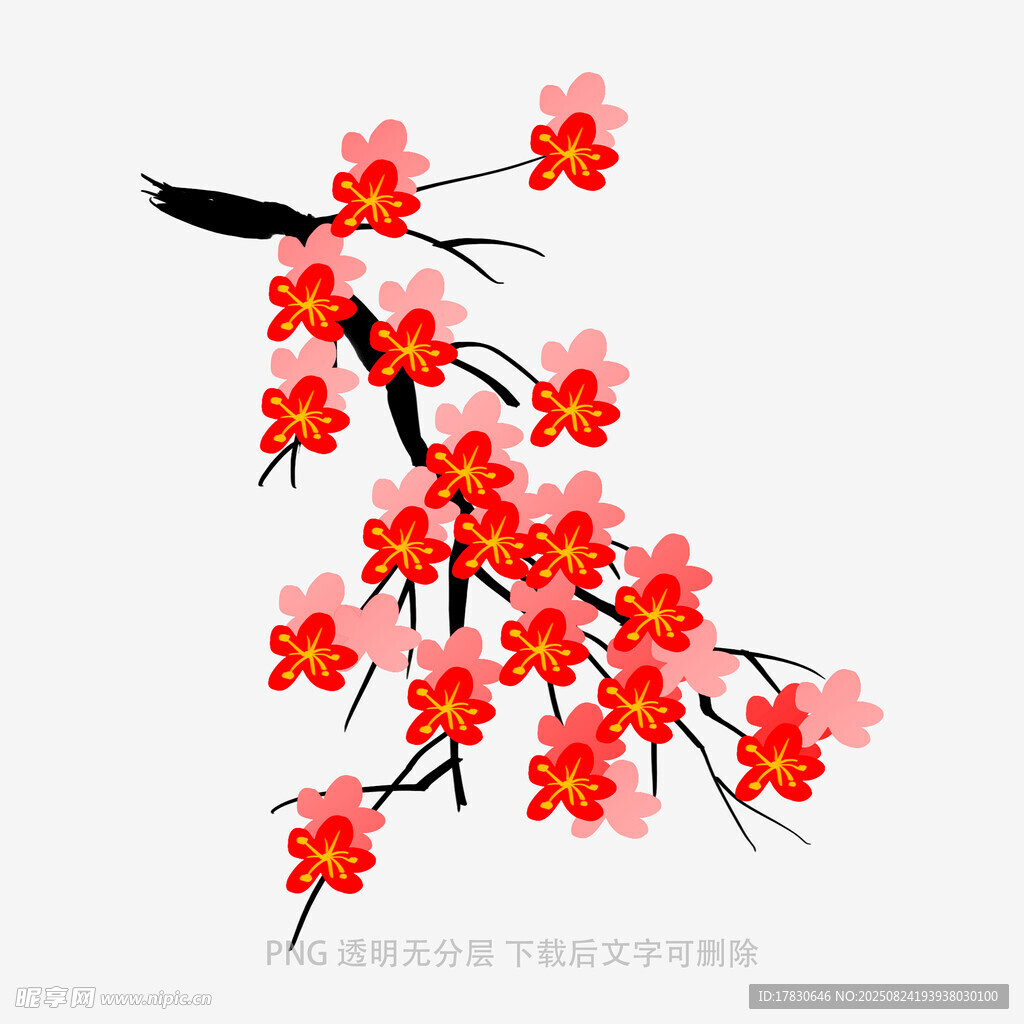 红梅绽放枝头