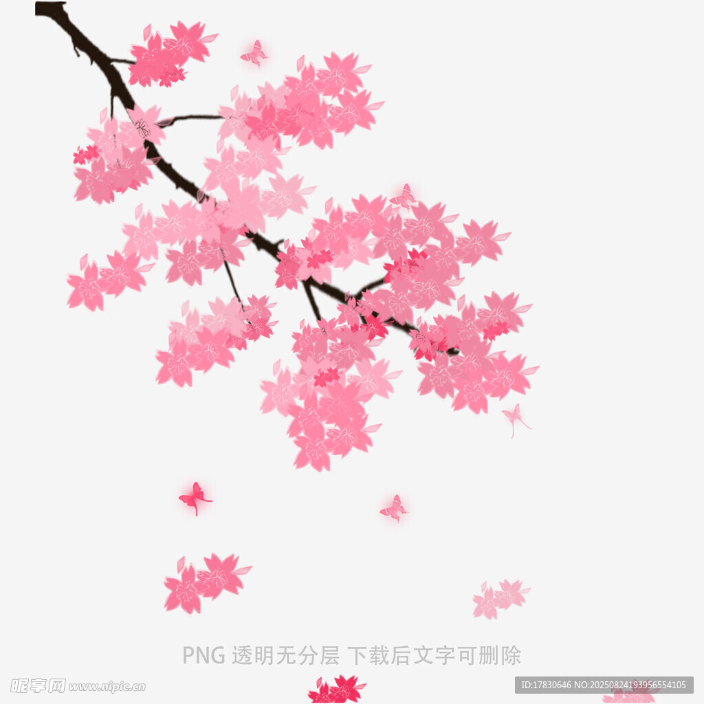 粉色烂漫樱花枝