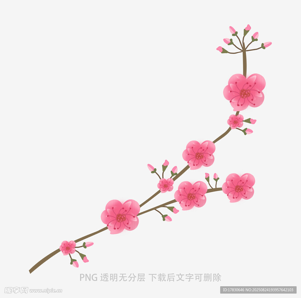 粉色桃花枝插画