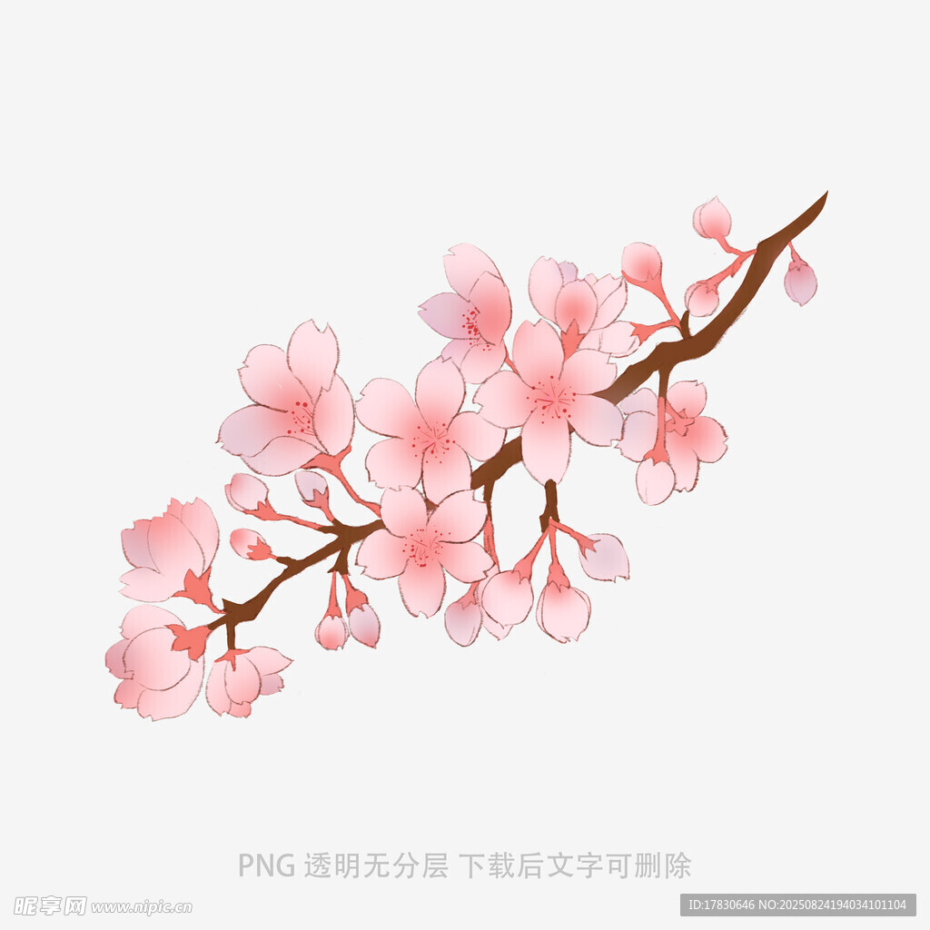 粉色樱花枝
