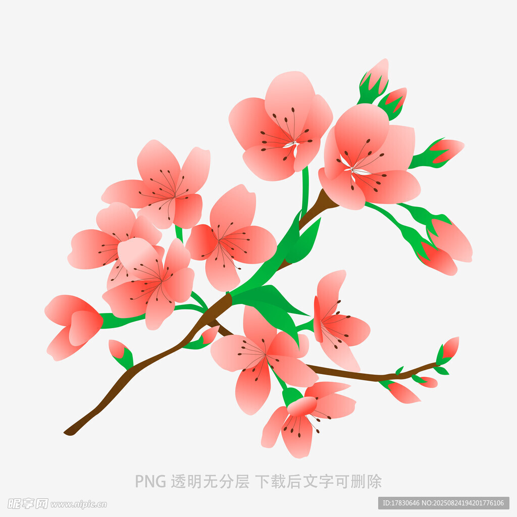 粉色桃花枝插画