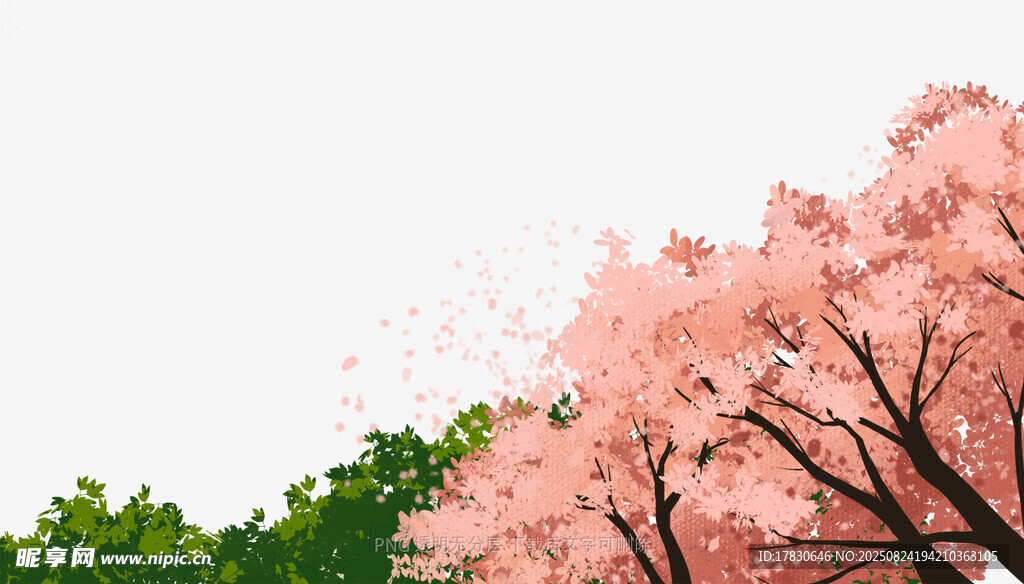 春日烂漫樱花树