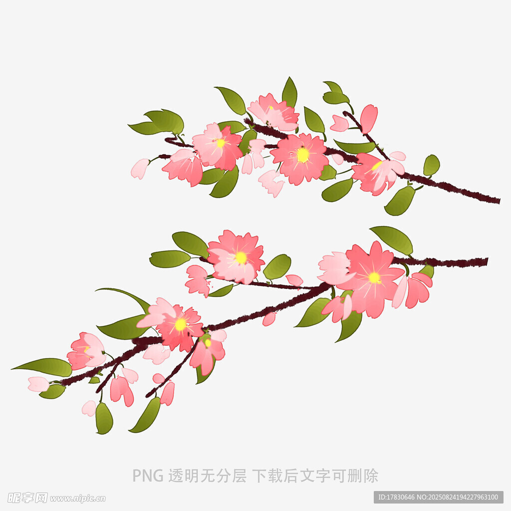 粉色桃花枝插画