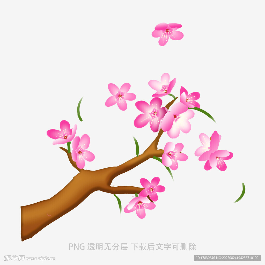 粉色樱花树枝插画