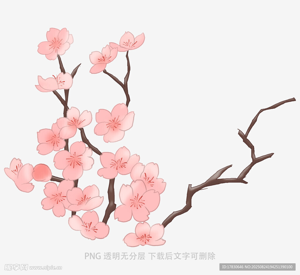 粉色梅花枝
