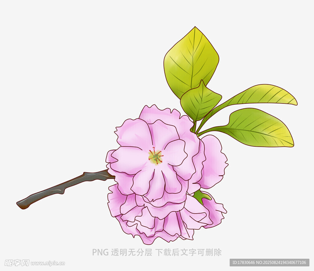 粉色海棠花枝插画