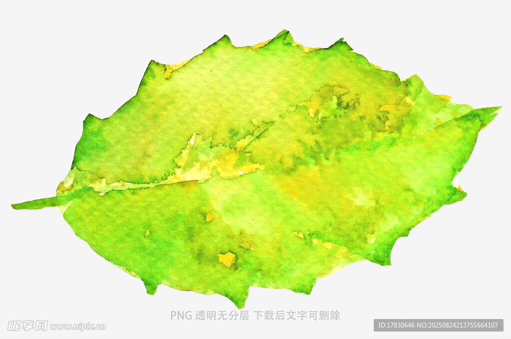 水彩绘就的鲜绿锯齿状叶片